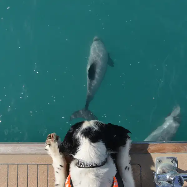 Akaroa dolphins dog looking at dolphins