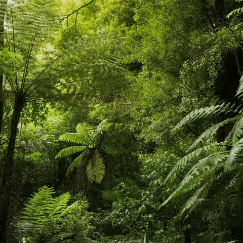 Thriving native forest.