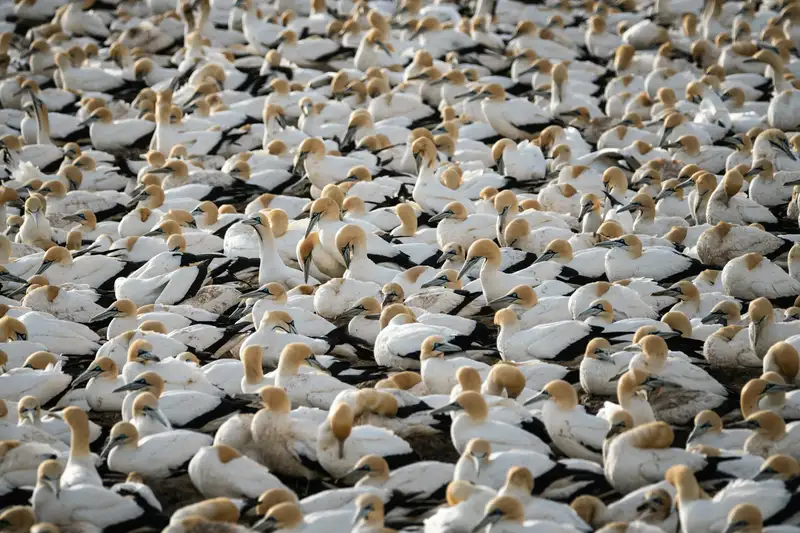 An image of a flock of gannets nesting on a rock face.