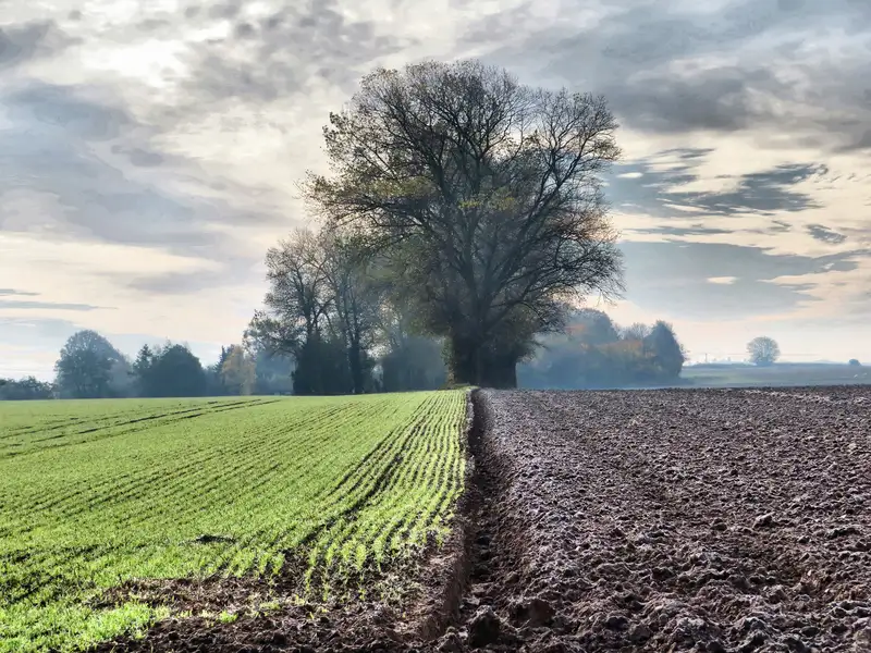 image of green grass and brown mud