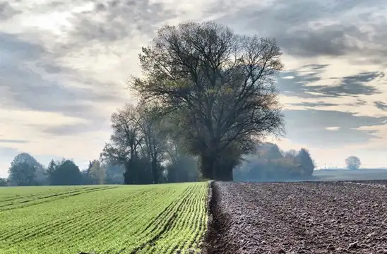 Green grass, brown mud half