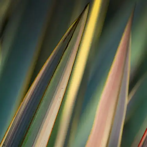 Harakeke leaves
