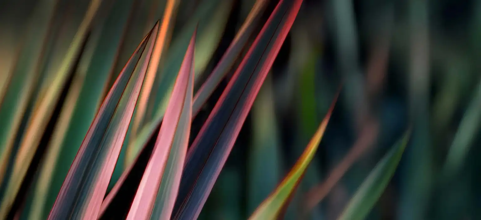 Pink and green harakeke leaves