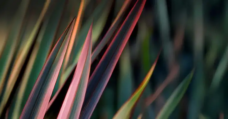 Pink and green harakeke leaves