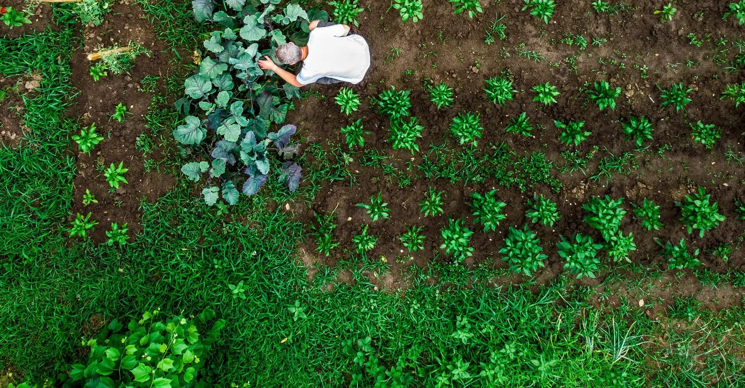 Man gardening in vege patch