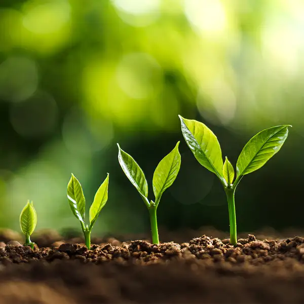 Seedlings grow in soil close-up