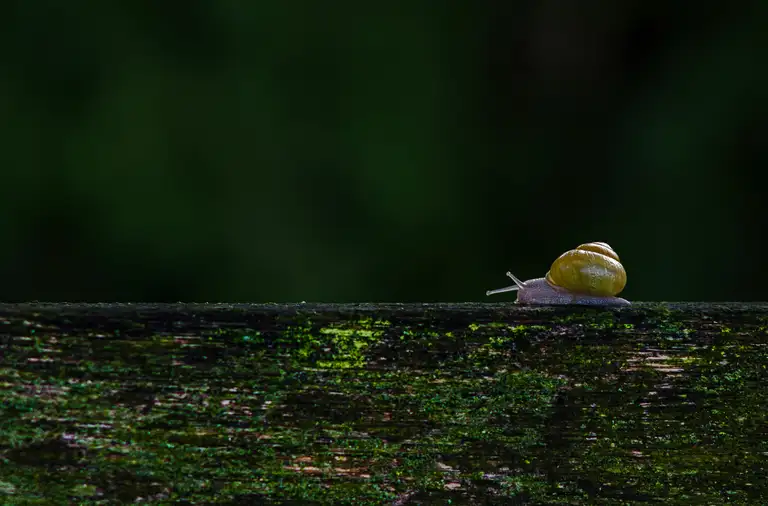 an image of a snail