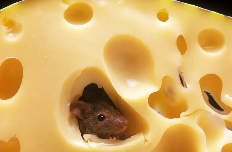 image of mouse inside cheese wheel