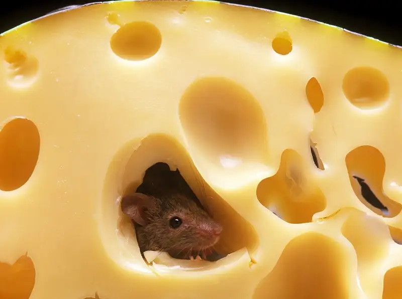 image of mouse inside cheese wheel