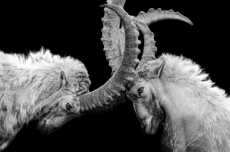 image of rams fighting
